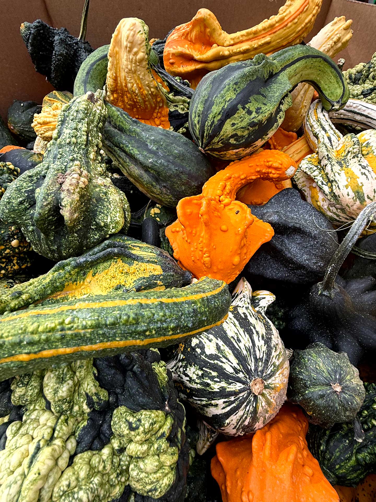 Pumpkins at the garden center Gourds at the garden center