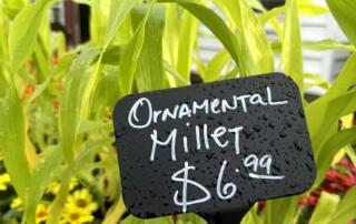 Green-leaved cultivars give a completely different look, while short varieties mix better with lower plants, often in smaller spaces.