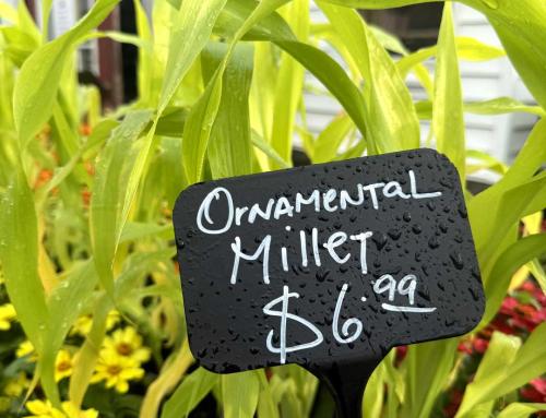 Pennisetum glaucum | Ornamental Millets