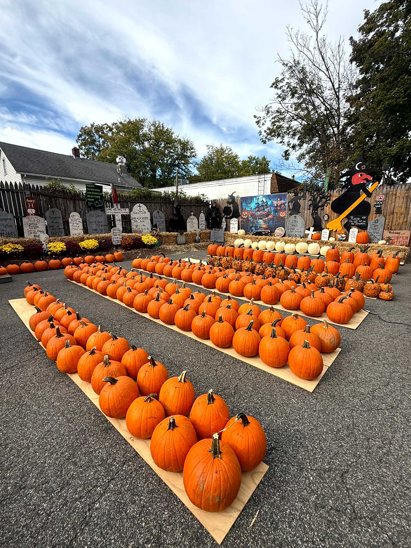 Pumpkins at the garden center Pumpkin and Gourds at the garden center